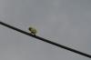 <img100*0:stuff/z/73640/bird%2520reference.3/i1262668376_2.jpg>