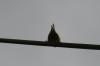 <img100*0:stuff/z/73640/bird%2520reference.3/i1262668376_3.jpg>
