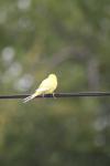 <img100*0:stuff/z/73640/bird%2520reference.3/i1262668376_4.jpg>