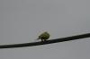 <img100*0:stuff/z/73640/bird%2520reference.3/i1262668376_5.jpg>