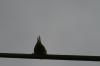 <img100*0:stuff/z/73640/bird%2520reference.3/i1262668376_6.jpg>