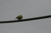 <img100*0:stuff/z/73640/bird%2520reference.3/i1262668376_7.jpg>