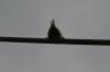 <img100*0:stuff/z/73640/bird%2520reference.3/i1262668376_8.jpg>
