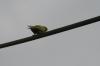<img100*0:stuff/z/73640/bird%2520reference.3/i1262668376_9.jpg>