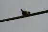 <img100*0:stuff/z/73640/bird%2520reference.3/i1262668377_11.jpg>