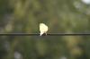 <img100*0:stuff/z/73640/bird%2520reference.3/i1262668377_12.jpg>