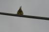 <img100*0:stuff/z/73640/bird%2520reference.3/i1262668377_13.jpg>