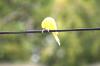 <img100*0:stuff/z/73640/bird%2520reference.3/i1262668377_14.jpg>