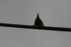 <img100*0:stuff/z/73640/bird%2520reference.3/i1262668377_15.jpg>