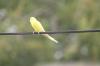 <img100*0:stuff/z/73640/bird%2520reference.3/i1262668377_16.jpg>