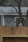 <img100*0:stuff/z/73640/bird%2520reference.4/i1266398643_2.jpg>