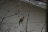 <img100*0:stuff/z/73640/bird%2520reference.4/i1266398643_3.jpg>