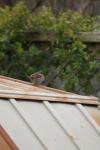 <img100*0:stuff/z/73640/bird%2520reference.4/i1266398644_4.jpg>