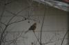 <img100*0:stuff/z/73640/bird%2520reference.4/i1266398644_5.jpg>