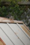 <img100*0:stuff/z/73640/bird%2520reference.4/i1266398645_6.jpg>