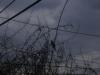 <img100*0:stuff/z/73640/bird%2520reference.4/i1266398645_7.jpg>