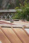 <img100*0:stuff/z/73640/bird%2520reference.4/i1266398646_8.jpg>