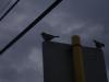 <img100*0:stuff/z/73640/bird%2520reference.4/i1266398646_9.jpg>