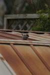 <img100*0:stuff/z/73640/bird%2520reference.4/i1266398647_10.jpg>