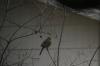 <img100*0:stuff/z/73640/bird%2520reference.4/i1266398647_11.jpg>