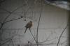<img100*0:stuff/z/73640/bird%2520reference.4/i1266398647_12.jpg>