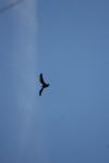 <img100*0:stuff/z/73640/bird%2520reference.4/i1275868432_1.jpg>