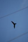 <img100*0:stuff/z/73640/bird%2520reference.4/i1275868434_2.jpg>