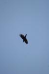 <img100*0:stuff/z/73640/bird%2520reference.4/i1275868434_3.jpg>