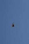 <img100*0:stuff/z/73640/bird%2520reference.4/i1275868435_4.jpg>