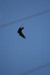 <img100*0:stuff/z/73640/bird%2520reference.4/i1275868436_5.jpg>