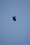 <img100*0:stuff/z/73640/bird%2520reference.4/i1275868437_6.jpg>