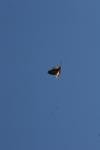 <img100*0:stuff/z/73640/bird%2520reference.4/i1275868438_7.jpg>