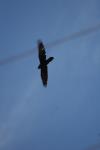 <img100*0:stuff/z/73640/bird%2520reference.4/i1275868438_8.jpg>