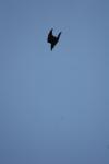 <img100*0:stuff/z/73640/bird%2520reference.4/i1275868439_9.jpg>