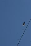 <img100*0:stuff/z/73640/bird%2520reference.4/i1275868440_10.jpg>