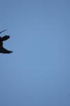 <img100*0:stuff/z/73640/bird%2520reference.4/i1275868441_11.jpg>