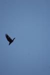 <img100*0:stuff/z/73640/bird%2520reference.4/i1275868441_12.jpg>