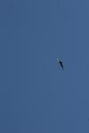<img100*0:stuff/z/73640/bird%2520reference.4/i1275868442_13.jpg>
