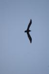 <img100*0:stuff/z/73640/bird%2520reference.4/i1275868443_14.jpg>