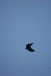 <img100*0:stuff/z/73640/bird%2520reference.4/i1275868444_15.jpg>