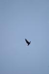<img100*0:stuff/z/73640/bird%2520reference.4/i1275868445_16.jpg>