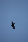<img100*0:stuff/z/73640/bird%2520reference.4/i1275868445_17.jpg>