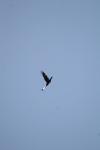 <img100*0:stuff/z/73640/bird%2520reference.4/i1275868446_18.jpg>