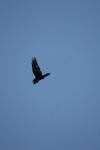 <img100*0:stuff/z/73640/bird%2520reference.4/i1275868447_19.jpg>