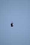 <img100*0:stuff/z/73640/bird%2520reference.4/i1275868448_20.jpg>