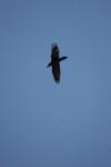 <img100*0:stuff/z/73640/bird%2520reference.4/i1275868448_21.jpg>