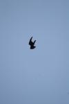 <img100*0:stuff/z/73640/bird%2520reference.4/i1275868449_22.jpg>