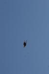 <img100*0:stuff/z/73640/bird%2520reference.4/i1275868450_23.jpg>