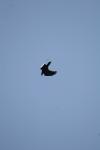 <img100*0:stuff/z/73640/bird%2520reference.4/i1275868451_24.jpg>