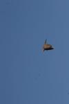 <img100*0:stuff/z/73640/bird%2520reference.4/i1275868452_25.jpg>